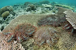 Thorns: Predatory Crown-of-thorns Seastars - on Table Coral (Acropor