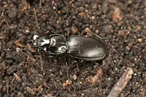 Carabid: Predatory ground beetle