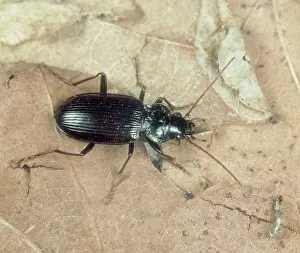 Carabid: Predatory ground beetle