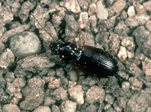 Beneficial: Predatory ground beetle