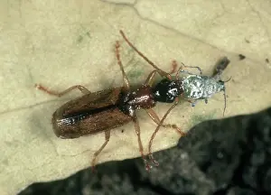 Preying: Predatory ground beetle eats aphid