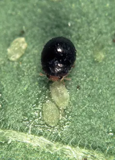 Attacks: Predatory ladybird eats whitefly scales