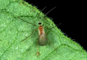 Persicae: Predatory midge (Feltiella acarisuga)