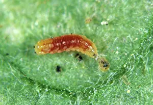 Persicae: Predatory midge larva eats mite
