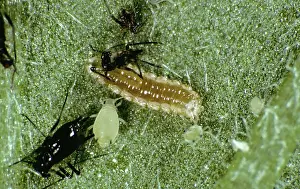 Lice: Predatory Midge Larvae