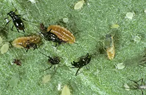 Lice: Predatory Midge Larvae