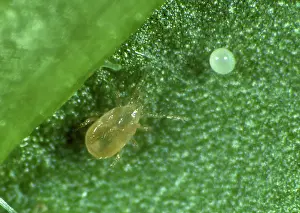 Amblyseius: Predatory mite