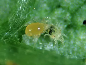 Commercial: Predatory mite