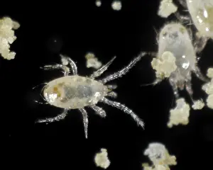 Commercial: Predatory mite