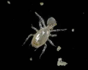 Commercial: Predatory mite