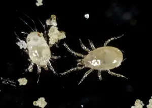 Commercial: Predatory mite