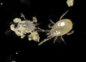 Commercial: Predatory mite