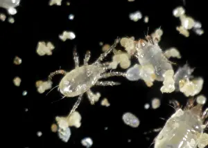 Commercial: Predatory mite