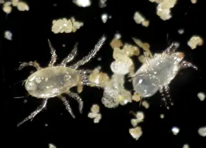 Commercial: Predatory mite