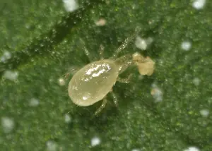 Commercial: Predatory mite