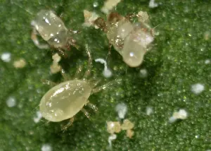 Commercial: Predatory mite