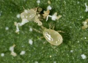 Commercial: Predatory mite