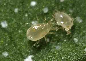 Commercial: Predatory mite