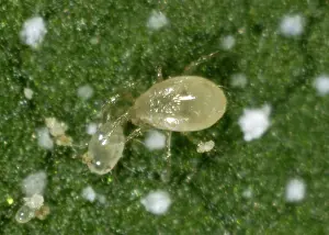 Commercial: Predatory mite
