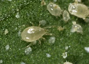 Commercial: Predatory mite