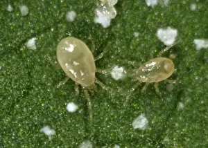 Commercial: Predatory mite