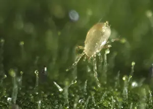 Commercial: Predatory mite