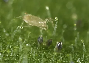 Commercial: Predatory mite
