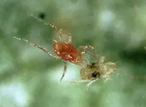 Mite: Predatory mite eating prey