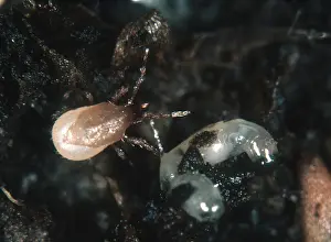 Mite: Predatory mite eats fly larva