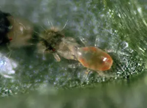 Mite: Predatory mite feeds on prey