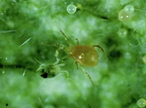 Commercial: Mites