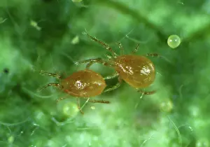 Commercial: Mites