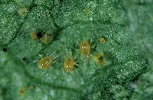 Mites: Predatory mites