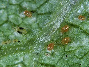 Mite: Predatory mites