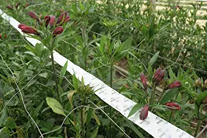 Mites: Predatory mites used in greenhouse