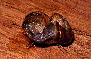 Aspersa: Predatory snail - attacking the introduced garden