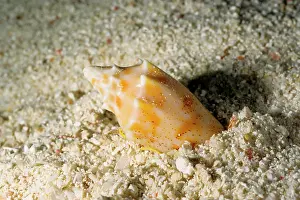 Avoid: A predatory snail, a volute burying itself in sand