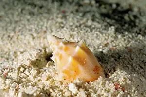 Avoid: A predatory snail, a volute burying itself in sand