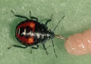 Shield: Predatory stink bug