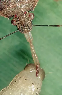 Capturing: Predatory stink bug with prey