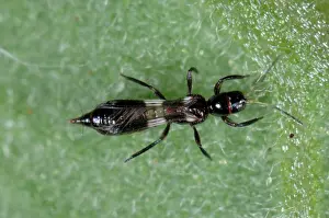 Methods: Predatory thrips adult