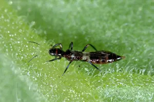Methods: Predatory thrips adult
