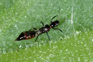 Methods: Predatory thrips adult