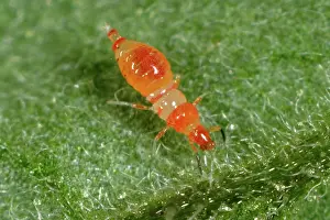 Methods: Predatory thrips (Franklinothrips vespiformis) larva