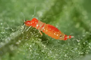 Methods: Predatory thrips larva