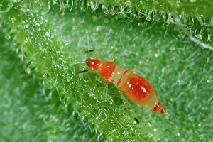 Methods: Predatory thrips larva