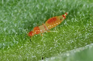 Methods: Predatory thrips larva