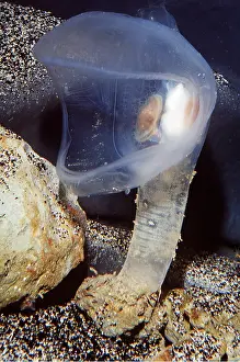 Squirt: Predatory Tunicate SEA SQUIRT