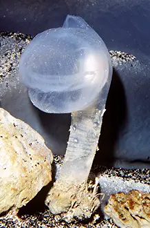Squirt: Predatory Tunicate Sea Squirt