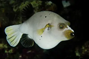Ampat: Pregnant Blackspotted Puffer
